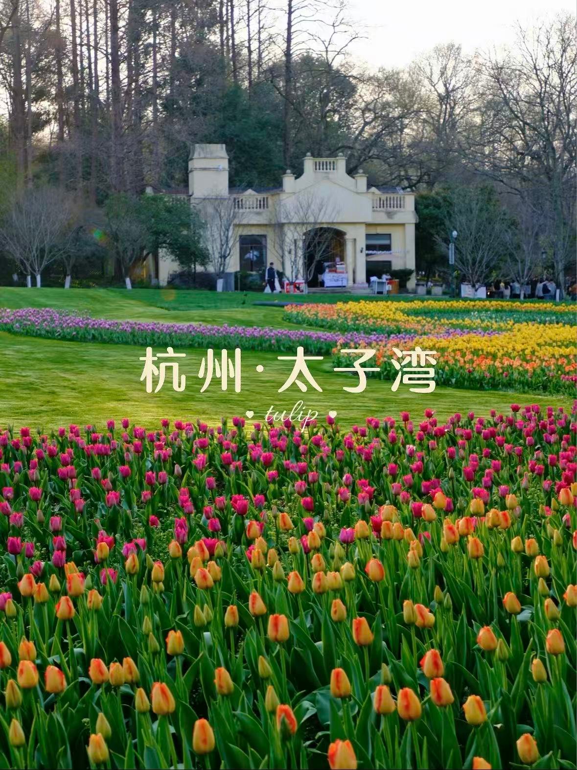 杭州太子湾｜春日限定的郁金香花海，藏在西湖边的童话世界🌷