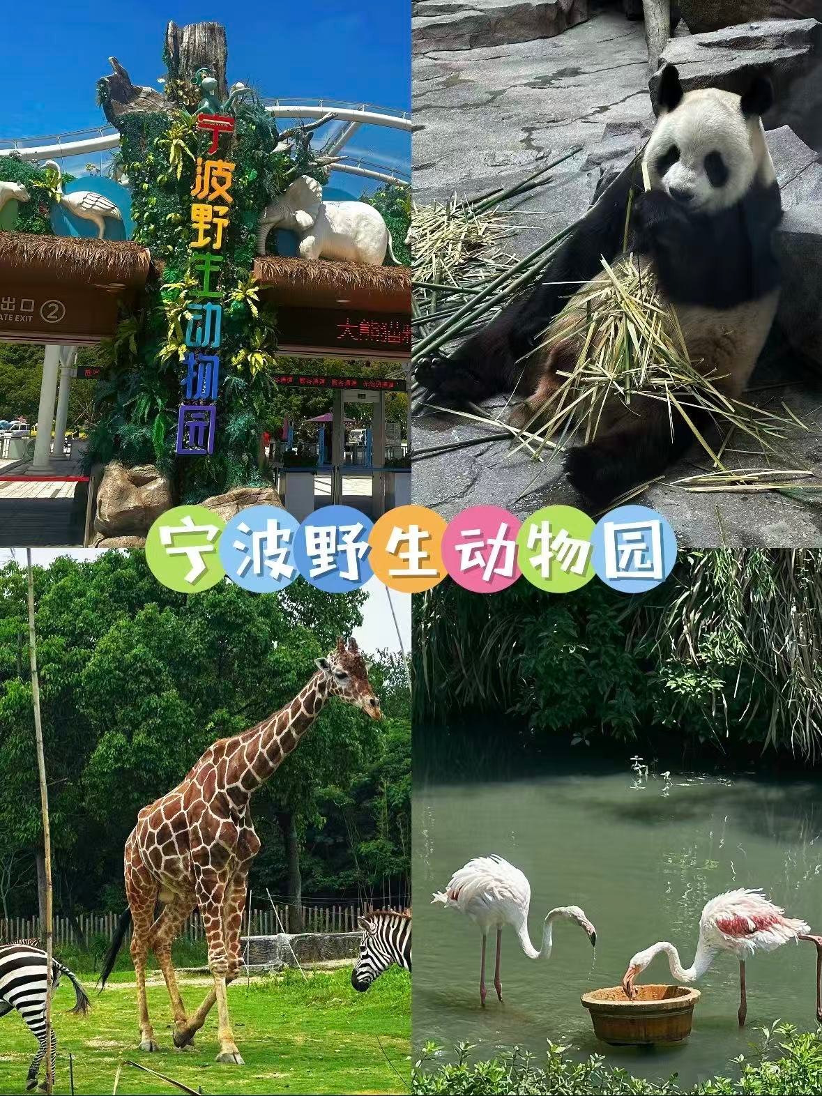 🐼 宁波野生动物园｜周末遛娃 & 撸熊猫超治愈！