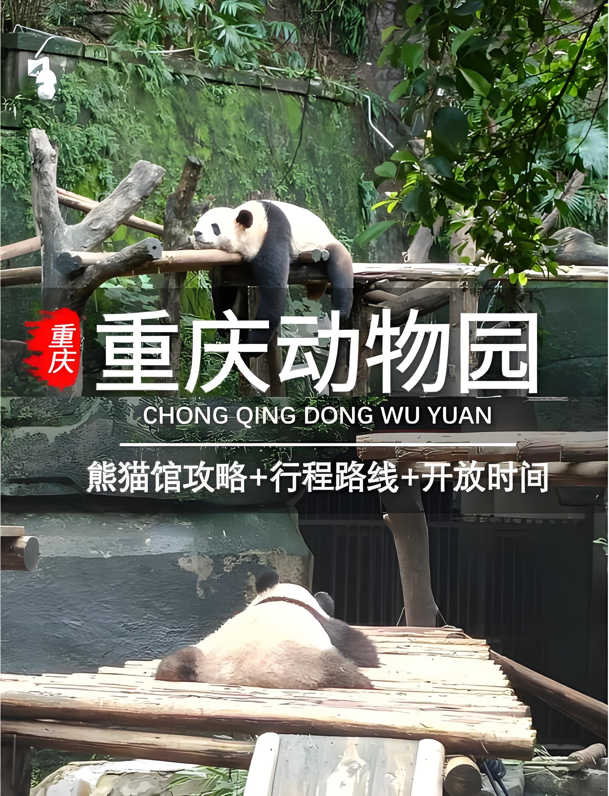 重庆动物园保姆攻略｜撸国宝大熊猫🐼亲子遛娃一日首选