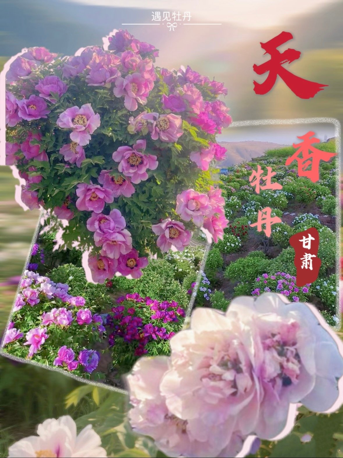🌸 兰州榆中范家营｜被牡丹花海承包的初夏浪漫