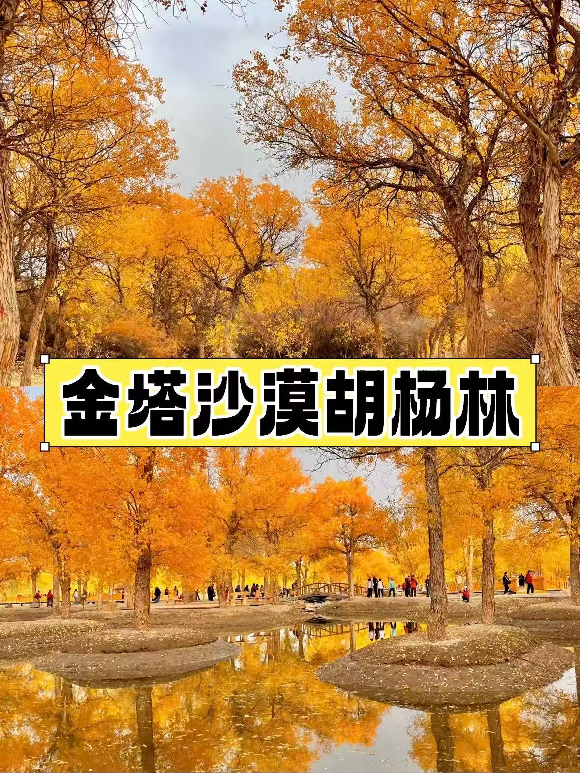 金塔沙漠胡杨林｜沙漠里的金色童话，倒影中的千年守望🍂