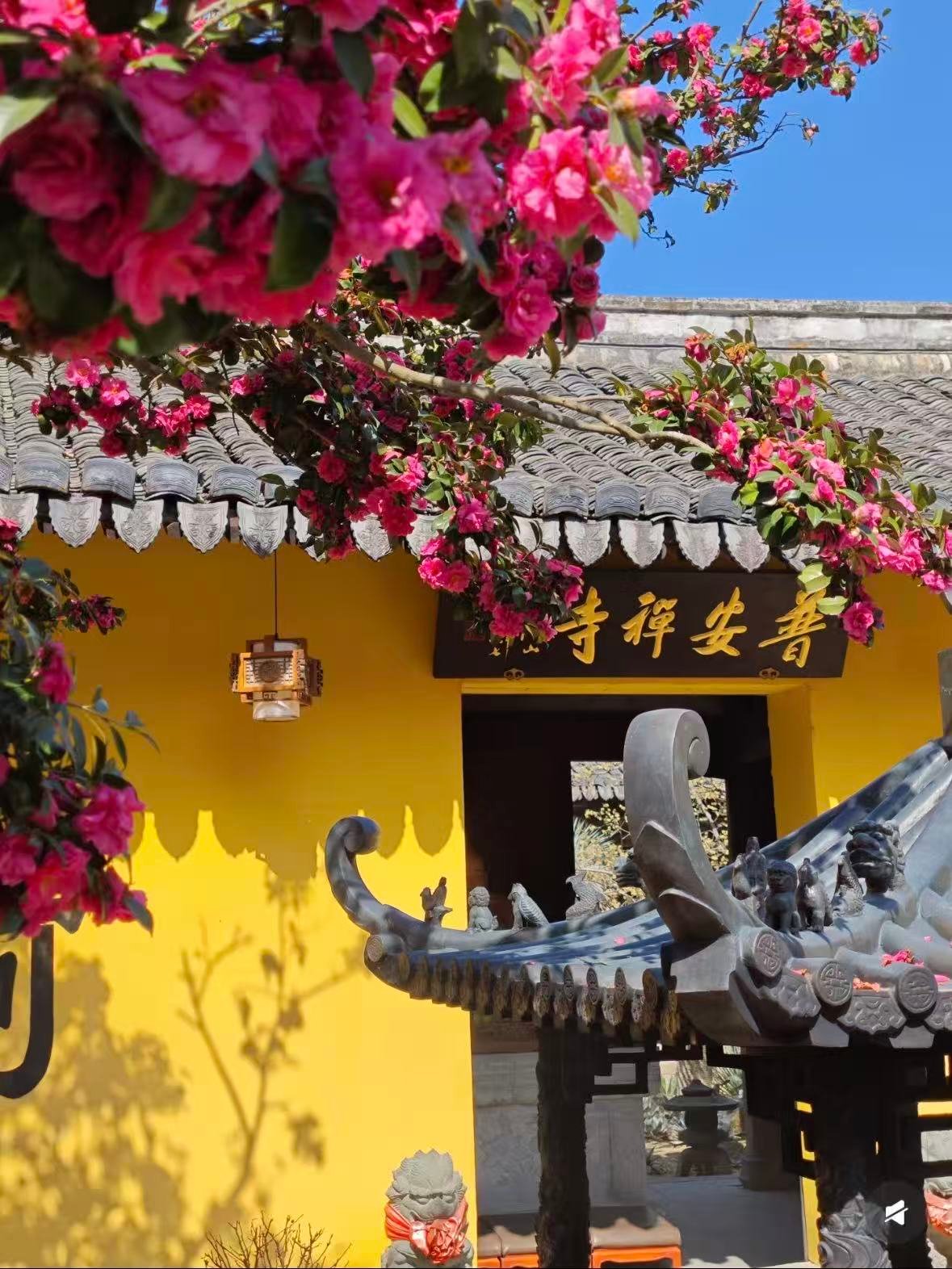 温州普安禅寺｜黄墙茶花，把春天揉进了禅意里🌸