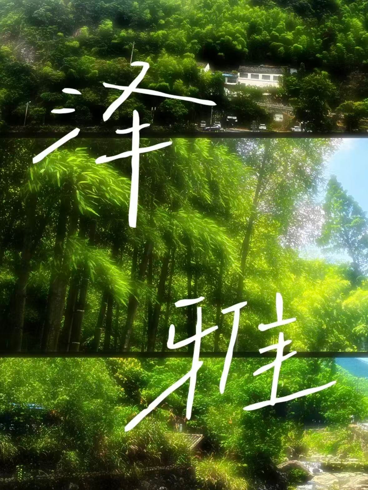 温州泽雅｜藏在山里的水杉秘境🍂