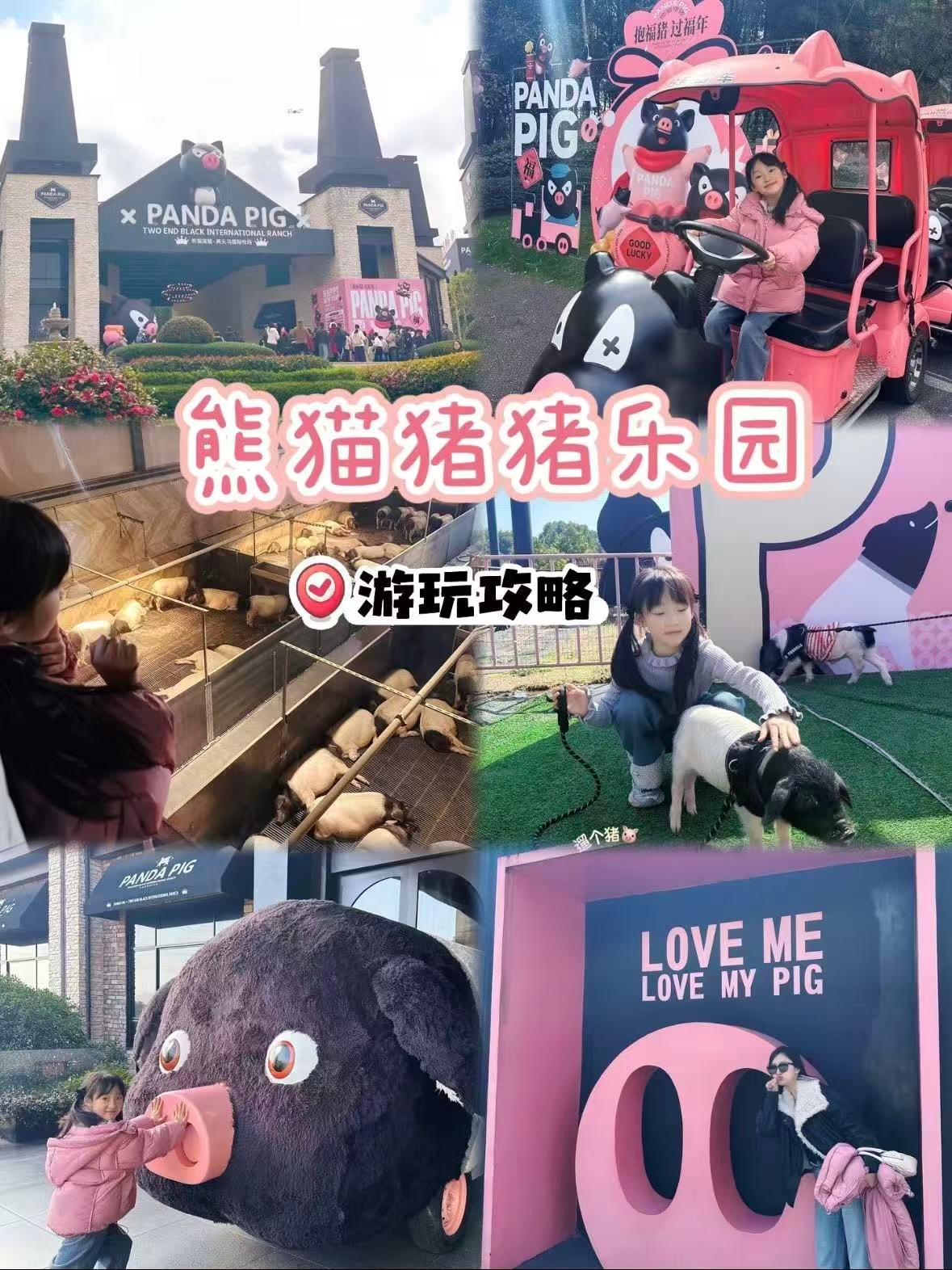 金华熊猫猪猪两头乌国际牧场｜萌娃与猪猪的治愈乐园🐷