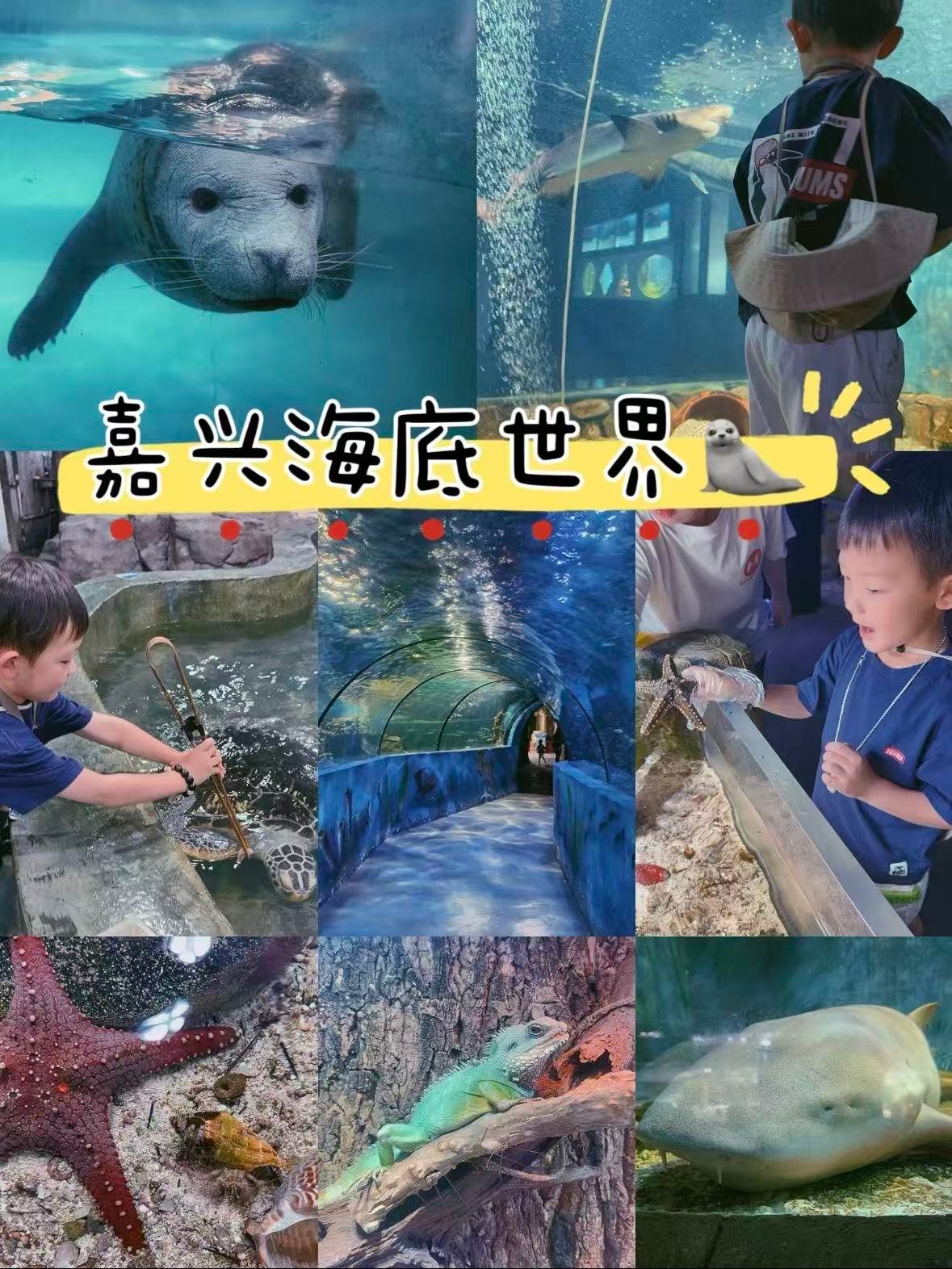 嘉兴｜海底世界，超治愈的室内海洋乐园🐠