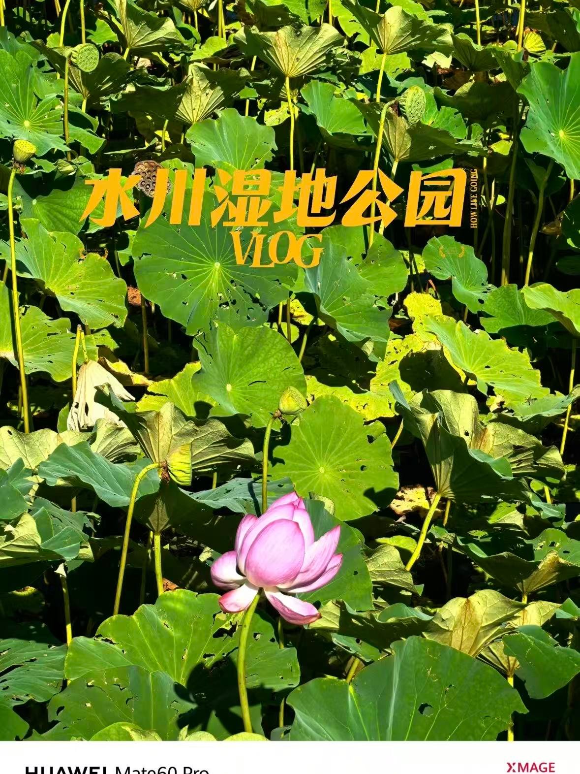 水川湿地公园｜西北戈壁里的 “江南荷风” 秘境🌿