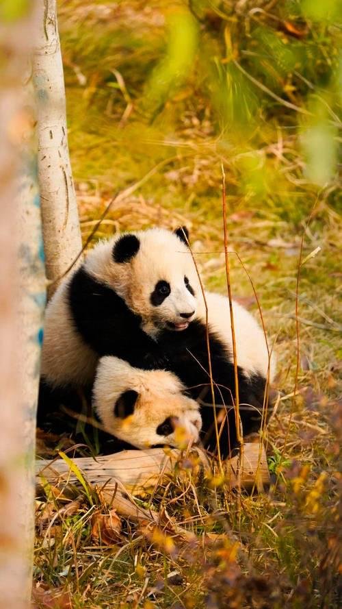 熊猫基地避坑⚠️新手必看！不白跑攻略🐼
