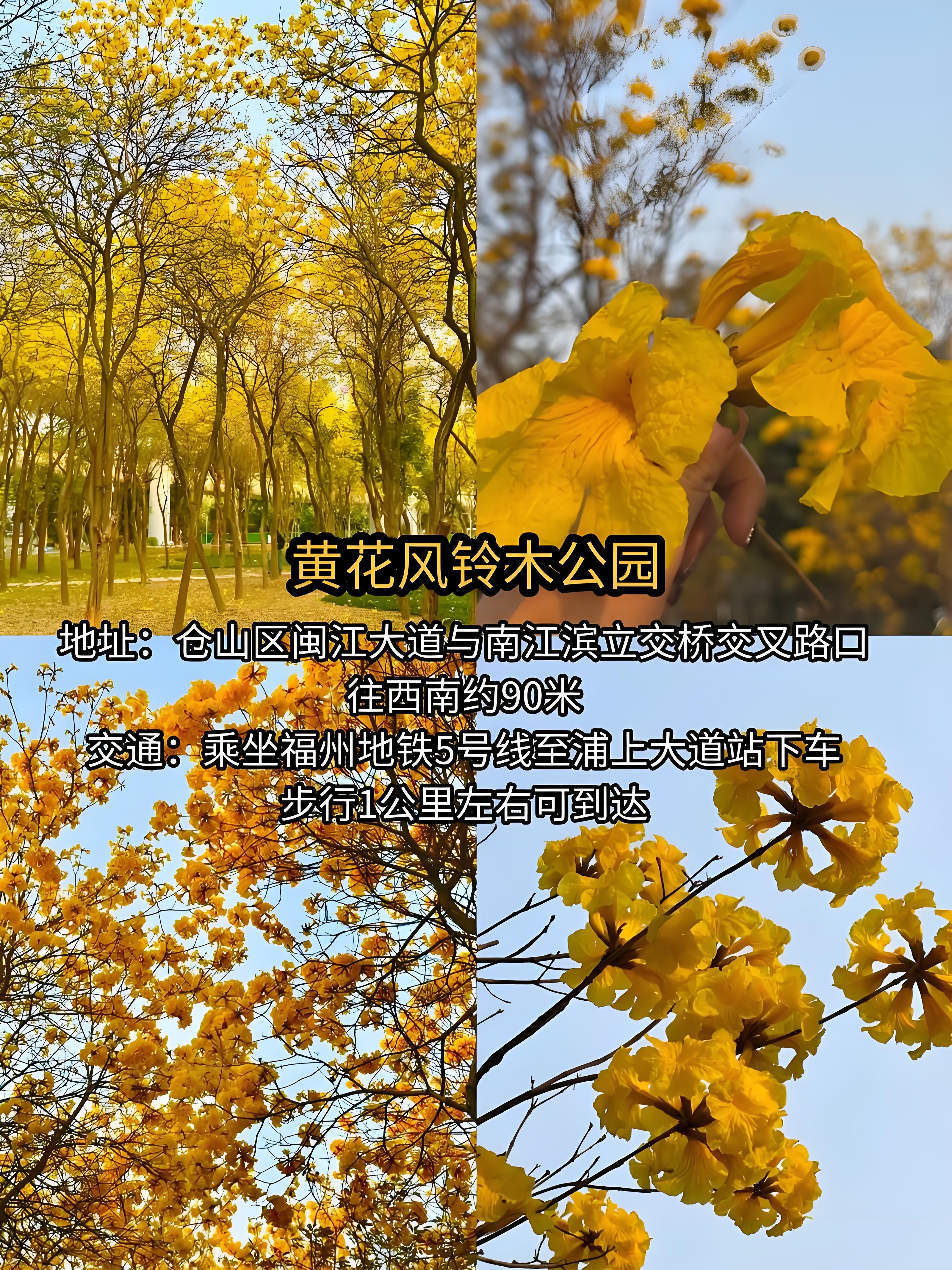 福州仓山区黄花风铃木公园赏花攻略🌼