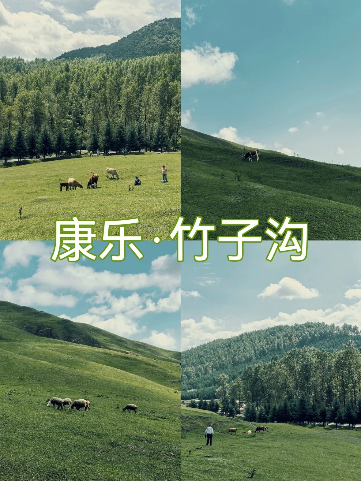 临夏康乐竹子沟｜被牛羊承包的 “小瑞士”，治愈感拉满✨