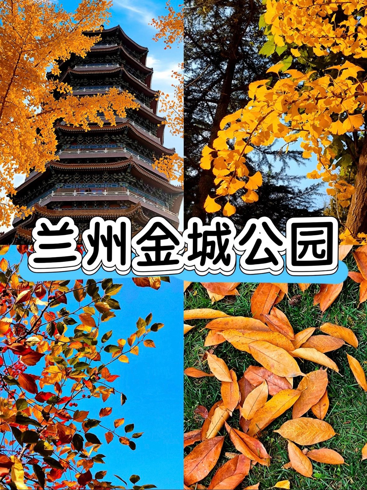 🍂 兰州金城公园｜秋日限定的金黄童话