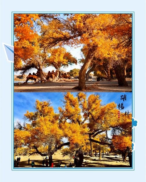 🍂额济纳胡杨林・金秋童话✨千年胡杨 + 金黄秘境