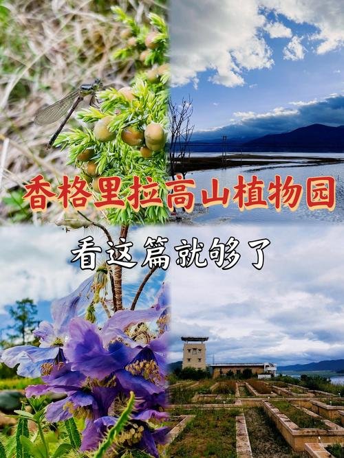 🦌香格里拉高山植物园｜高原植物宝库｜冷门赏花秘境🌺