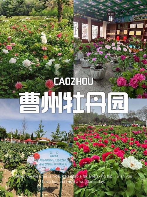 🌸曹州牡丹园｜世界牡丹第一园✨四月花海限定浪漫
