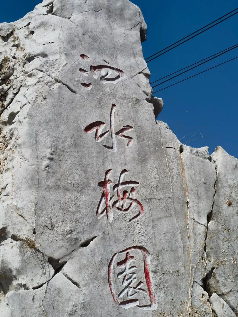 泗水梅园｜春日限定香雪海✨小众赏梅秘境