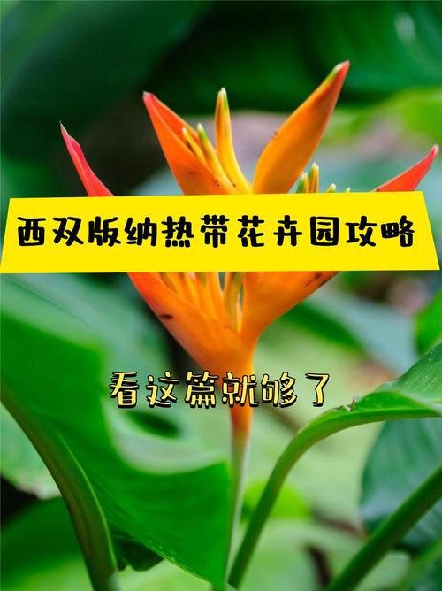 🌸热带花卉园｜市区小众秘境 + 热带繁花✨拍照出片圣地