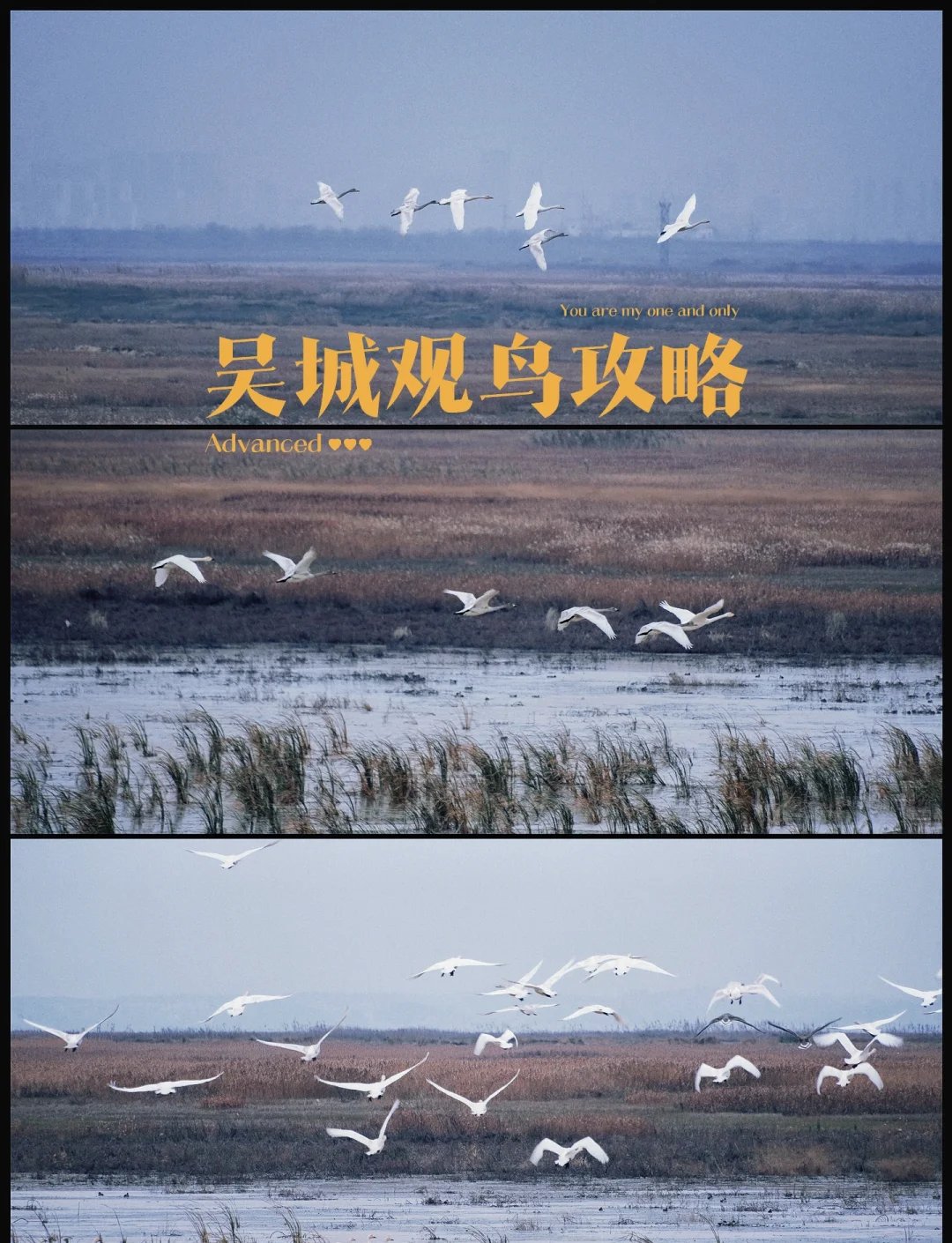 候鸟天堂治愈湿地｜永修吴城候鸟小镇🕊️🌾