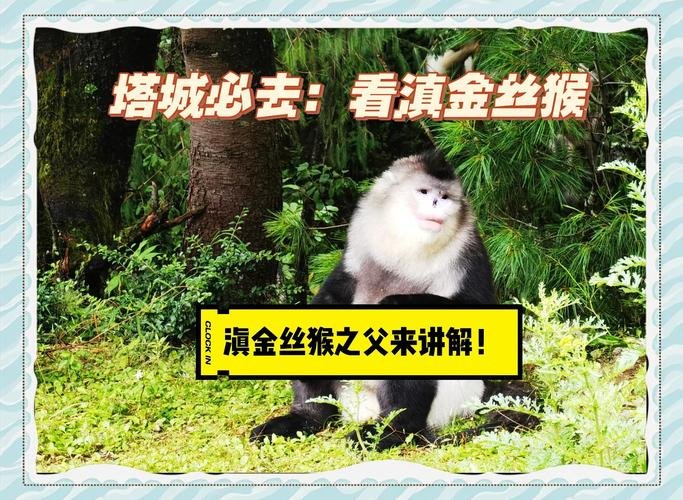 🐒维西塔城滇金丝猴国家公园｜邂逅国宝雪域灵猴🐵