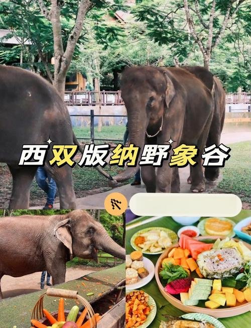 🐘野象谷｜国内唯一邂逅野象✨和大象贴贴治愈满分
