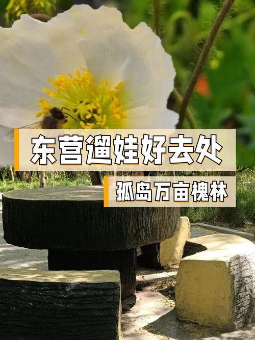 🌳孤岛万亩槐林｜初夏限定紫色花海✨林间露营吸氧秘境