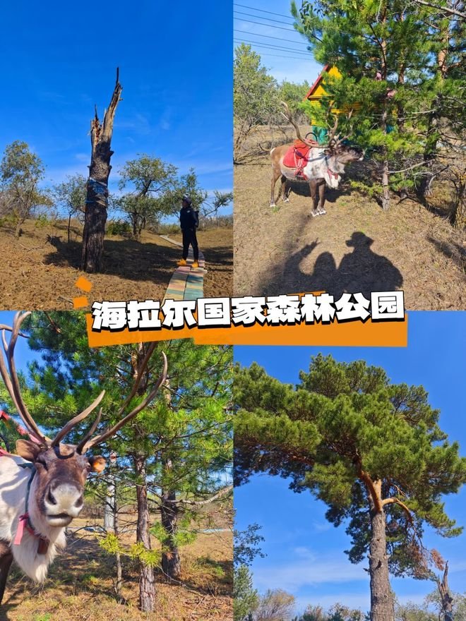 🌳海拉尔国家森林公园・城市绿肺✨沙地樟子松 + 休闲放空