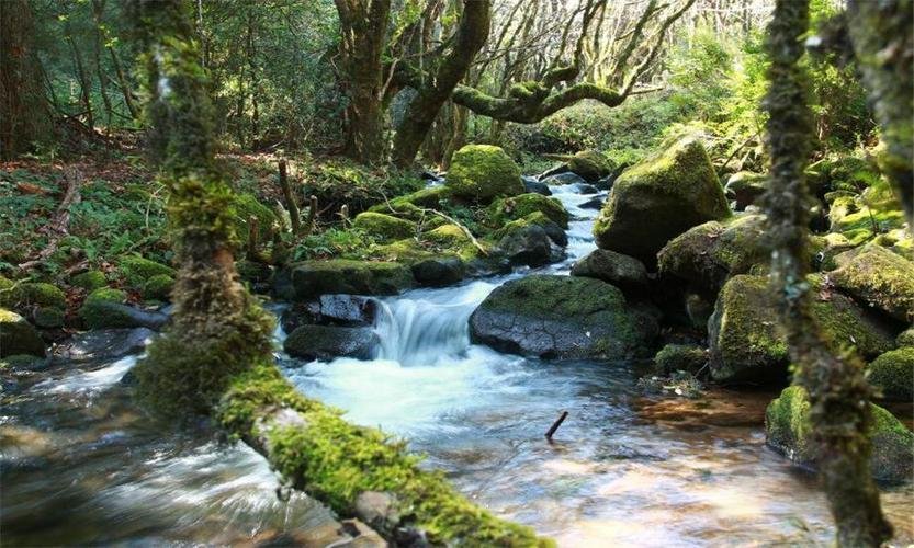🌿文山薄竹山・滇东南第一峰✨高山云海 + 杜鹃花海