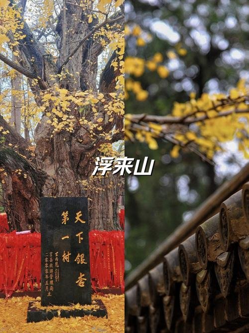 🌳浮来山风景区｜千年古刹 + 天下第一银杏树