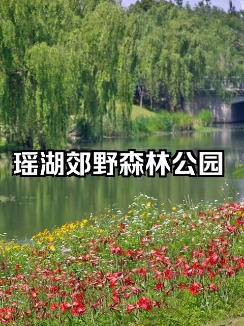 🌿瑶湖郊野森林公园｜南昌 “小马尔代夫”✨滨湖草坪露营