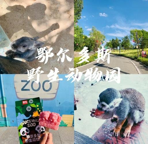 🦓鄂尔多斯野生动物园・亲子遛娃顶流✨猛兽萌宠 + 国宝熊猫