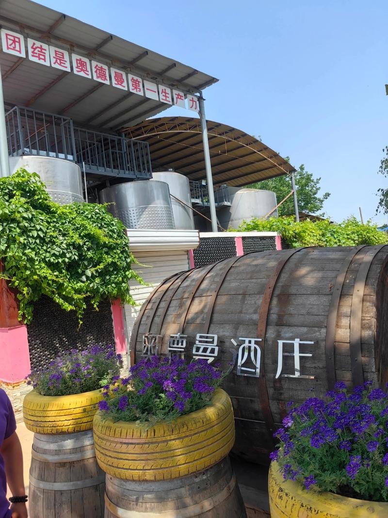 ♨️奥德曼葡萄酒庄（德城近郊）｜欧式田园酒庄✨品酒采摘打卡