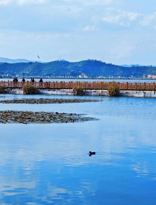 石屏异龙湖鸟岛・候鸟栖息地✨观鸟圣地 + 湖心小岛