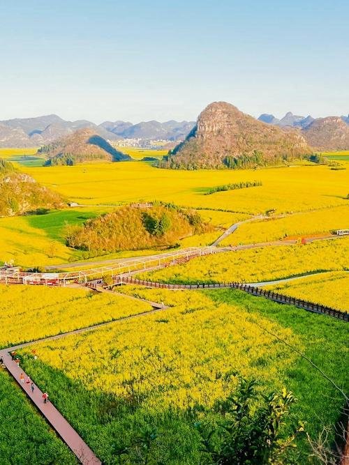 🌼罗平油菜花海・80 万亩金色浪漫✨全球最大花海封神