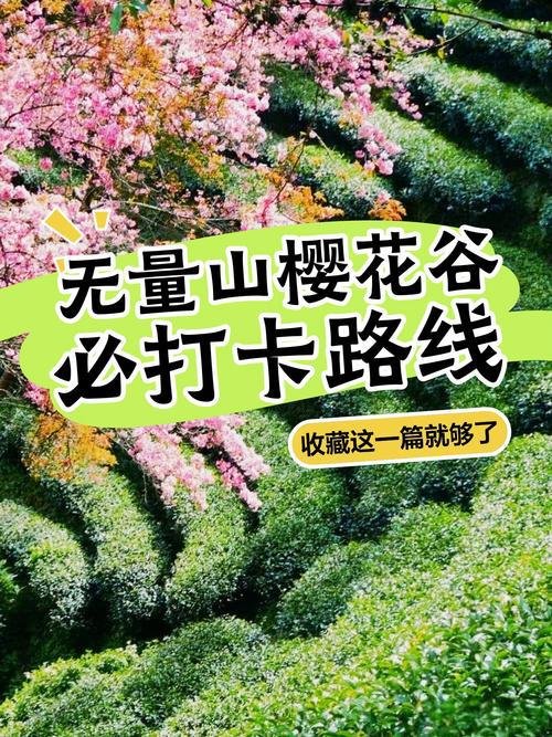 无量山樱花谷🌸冬日限定仙境✨无量山冬樱茶园，12 月粉色樱花漫山茶园
