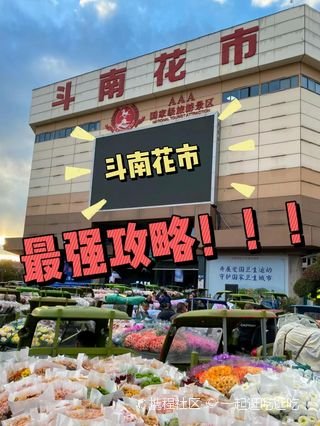 斗南花市/亚洲最大花市🥀鲜花按斤囤｜10 元抱满满一大束浪漫