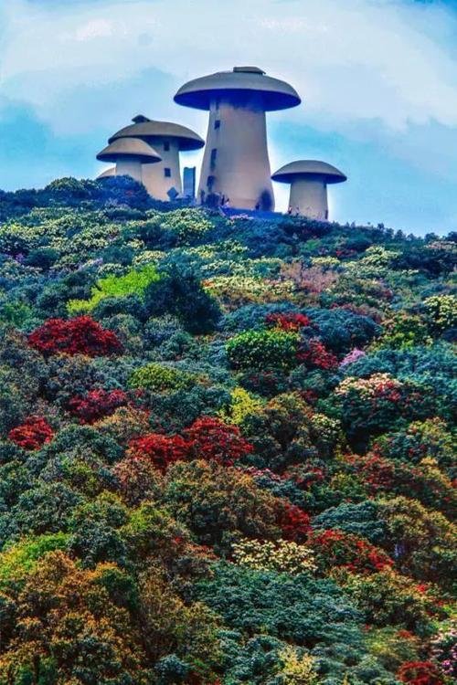 ⛰️菌子山・野生菌天堂✨森林徒步 + 菌子采摘 + 花海秘境