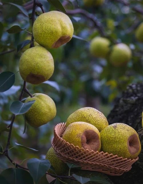 🍐梨乡风情旅游区｜莱阳梨文化园✨百年梨树 + 采摘体验