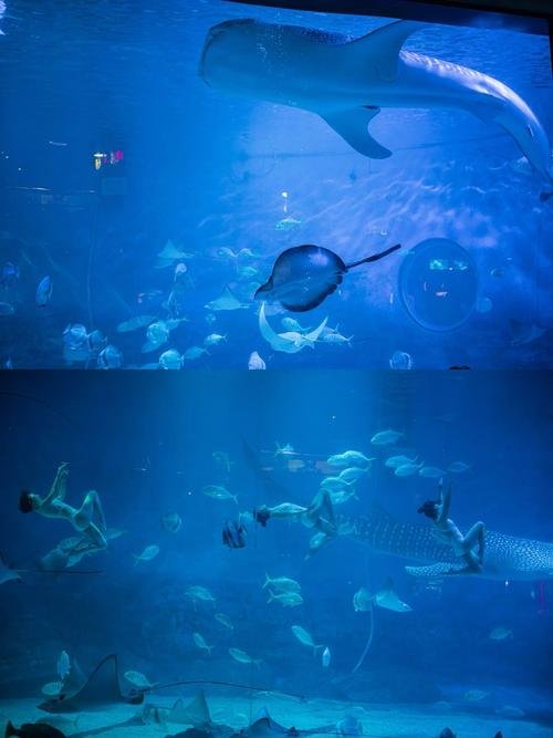 🐳烟台海昌鲸鲨海洋公园｜鲸鲨主题科技馆✨治愈系海洋之旅