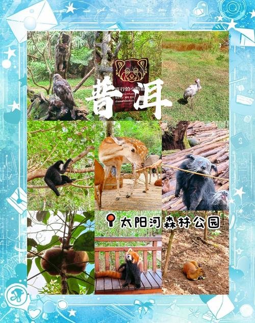 🌳太阳河国家森林公园｜北回归线绿野仙踪✨撸小熊猫摸犀牛治愈满分