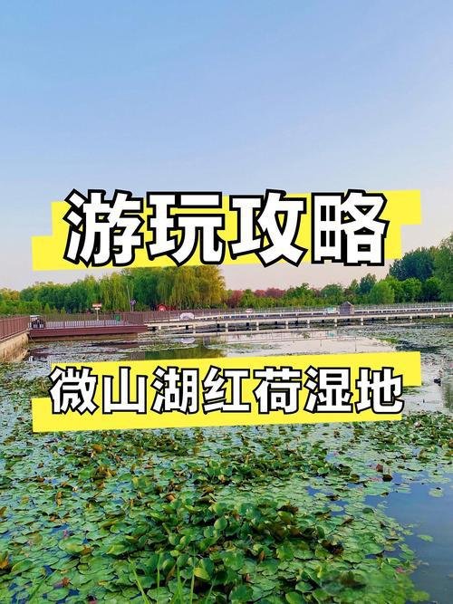🌱微山湖湿地红荷风景区｜江北荷海✨万亩红荷 + 湿地候鸟