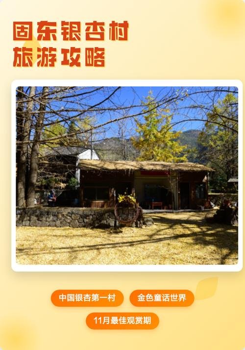 🍂固东江东银杏村｜秋冬限定金色童话｜三千株百年古银杏🌾