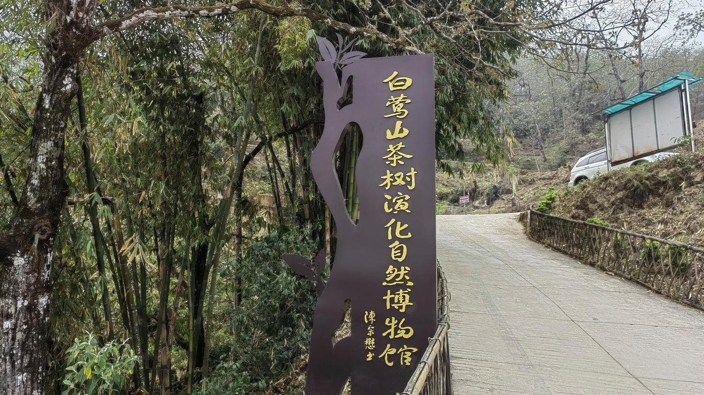 🌿云县白莺山古茶园｜千年野生古茶树群落｜茶界活化石秘境