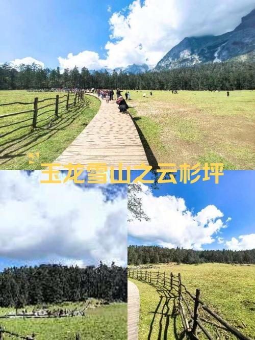 云杉坪（玉龙雪山脚下）🌲雪山脚下森林草甸☁️原始云杉密林 + 高山草坪小众秘境