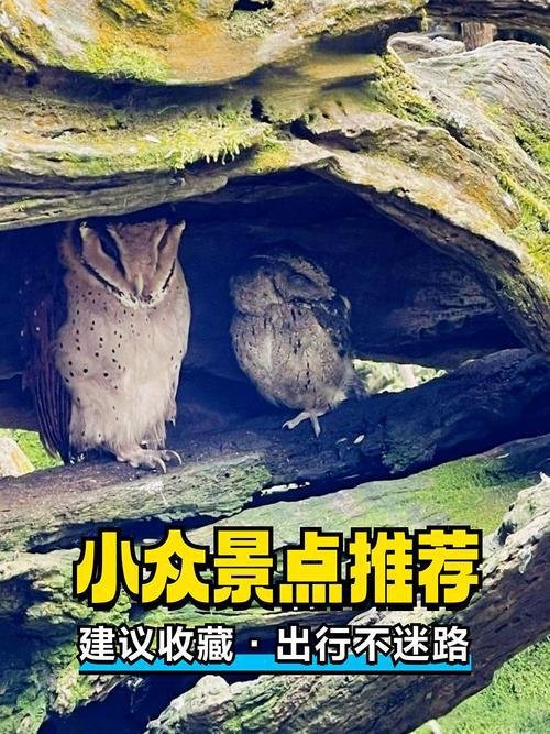 🌳菜阳河国家森林公园｜原始雨林秘境✨徒步 + 观鸟 + 吸氧洗肺