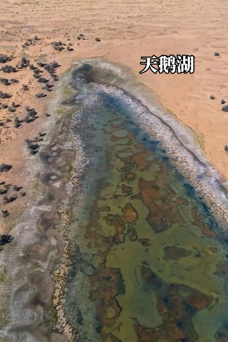 🌊腾格里天鹅湖・沙漠绿洲✨4A + 候鸟天堂