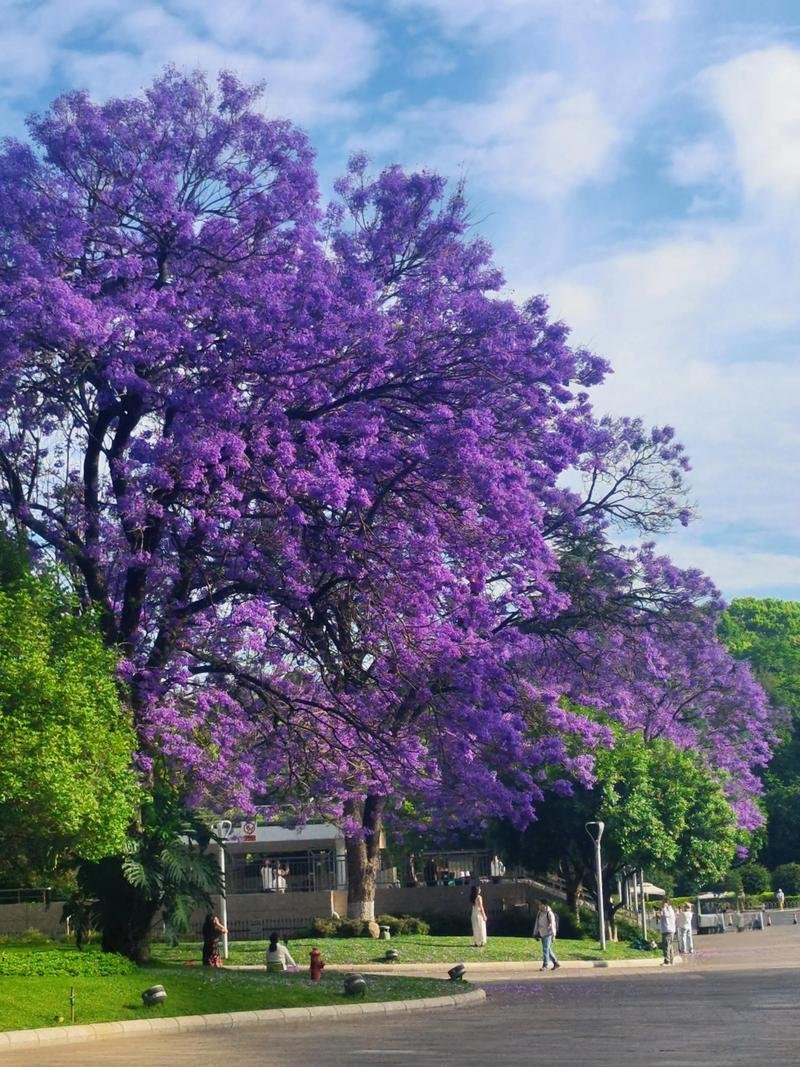 🌺红塔区蓝花楹大道｜紫色浪漫花海✨春夏限定 + 文艺打卡