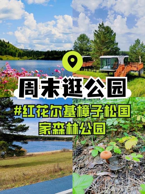 🌿红花尔基樟子松森林公园・沙地森林✨四季常青 + 草原湿地