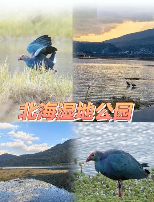 🌿腾冲北海湿地｜中国唯一浮毯草排湿地｜滇西水上大草原🚣