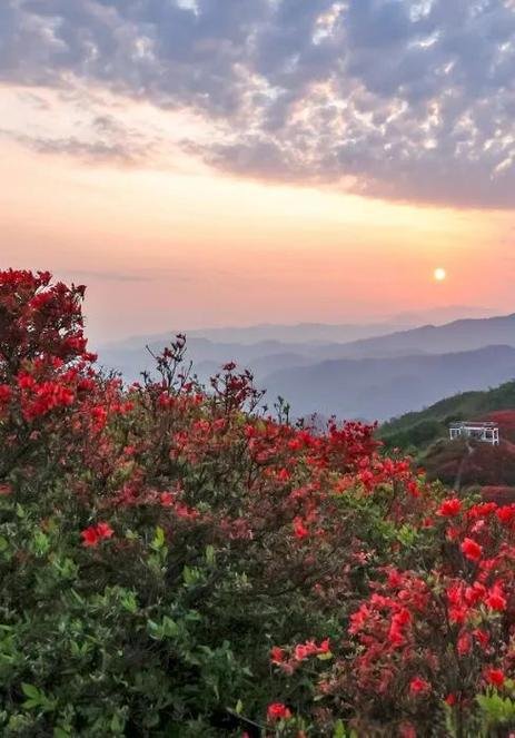 广寒寨四八门映山红景区🌺春日限定！漫山红浪太震撼！！
