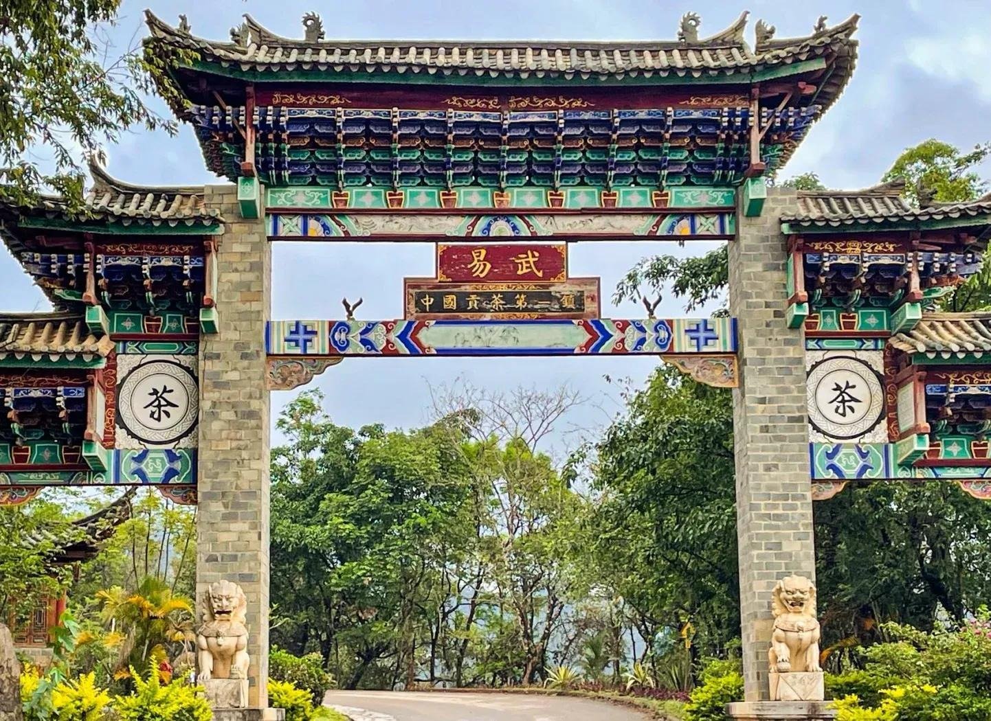 🍵易武古茶园｜千年古树 + 茶香四溢✨茶友治愈之旅