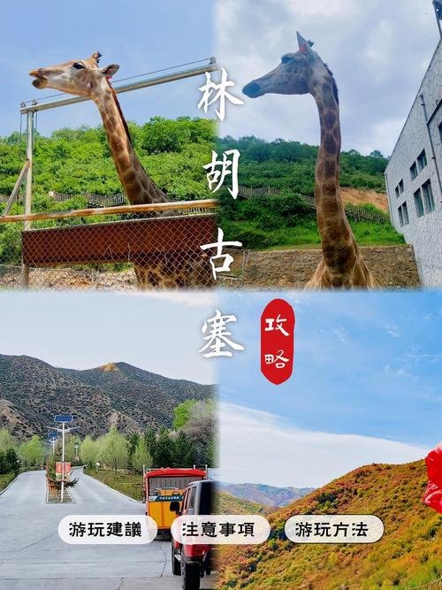 🌳卓资县林胡草原・小众草原✨人少景美 + 风车花海