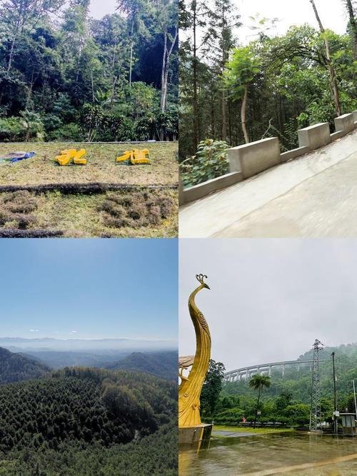 🐦芒市孔雀谷森林公园｜全球大型孔雀饲养基地｜近距离投喂孔雀🦚